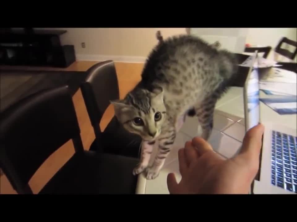 Cat afraid of mask