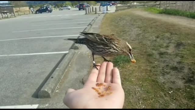 Bird Landing on Hand and Eating 🐦