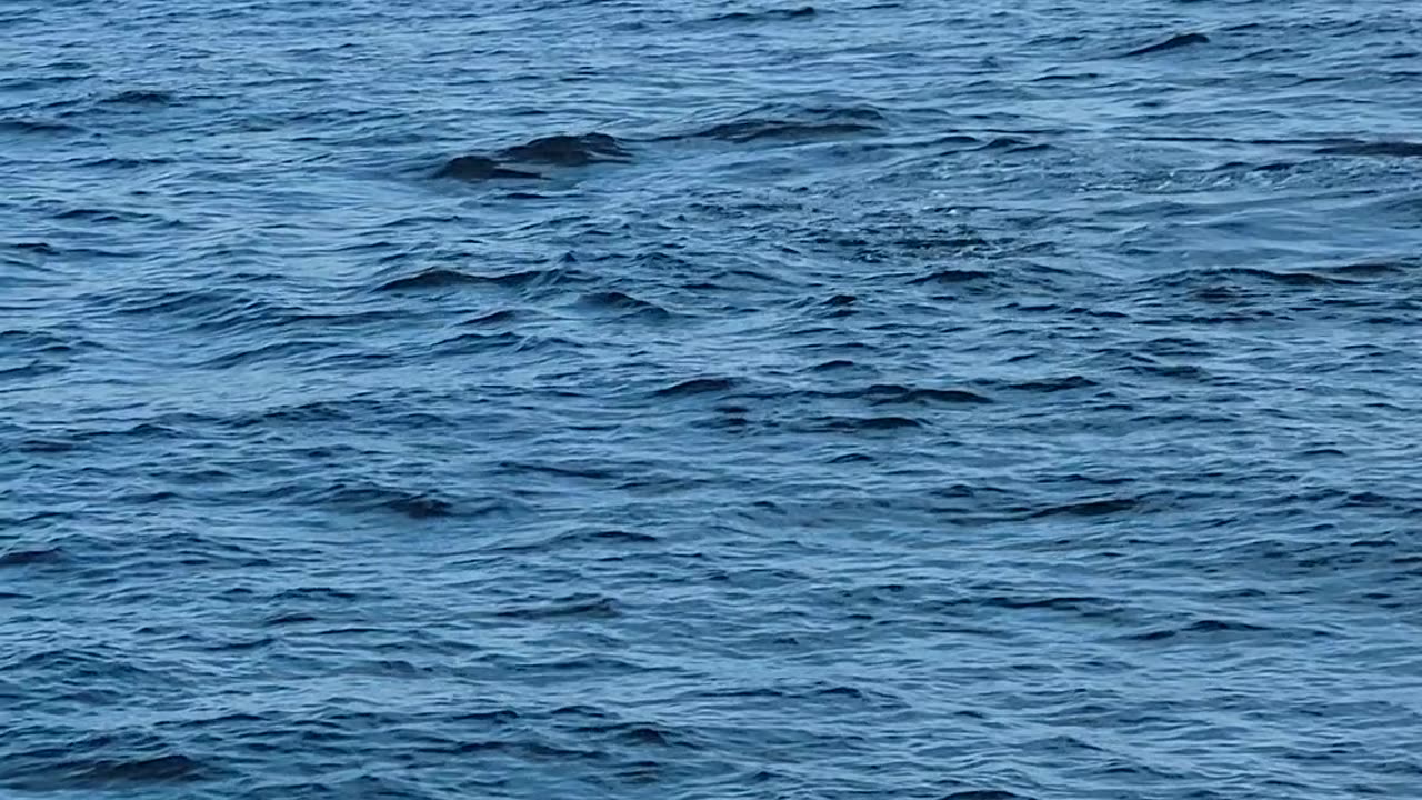 Humpback whale