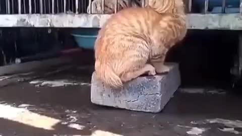 cat vs tiger