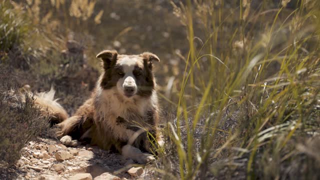 Dogs video cute dogs