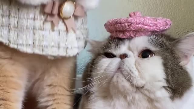 Cute and Beautiful Cat ! Catty cat funny animal