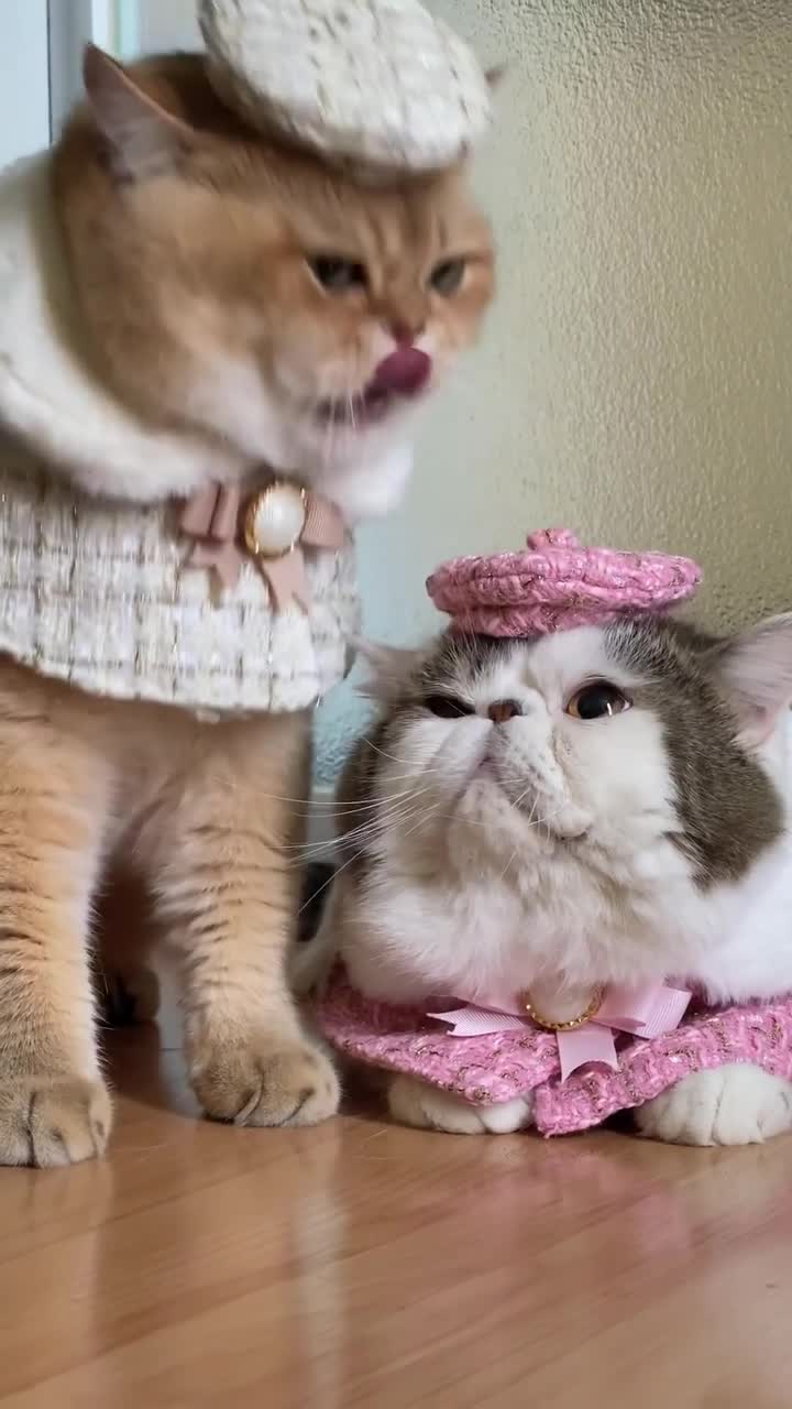 Cute and Beautiful Cat ! Catty cat funny animal