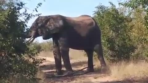 Elephant Blocking Driveway