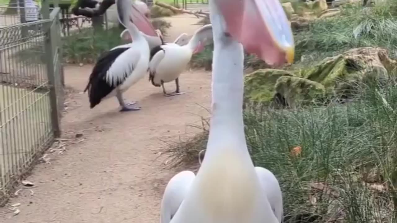 Handsome pelican trying to attract females