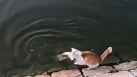 Funny cat swiming with can in the lake