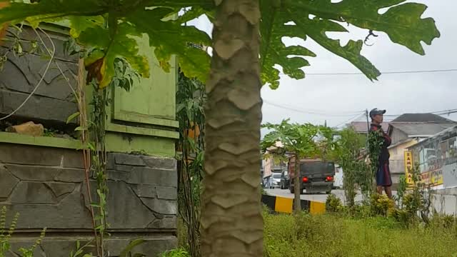 california papaya plant