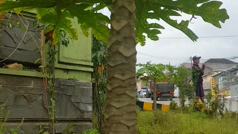 california papaya plant