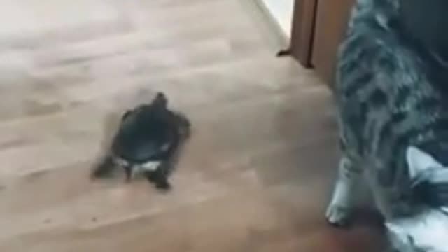 Turtle stealing food 🥬 🐢