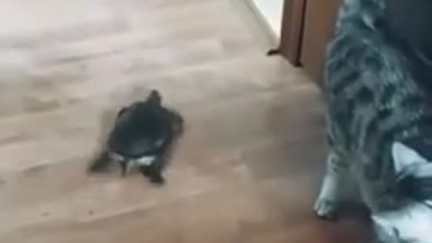 Turtle stealing food 🥬 🐢