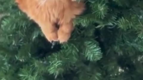 Cute Cats & Funny Cats 😍😍😅😅 #cats #reels #shorts #viral #pets #mmvcats