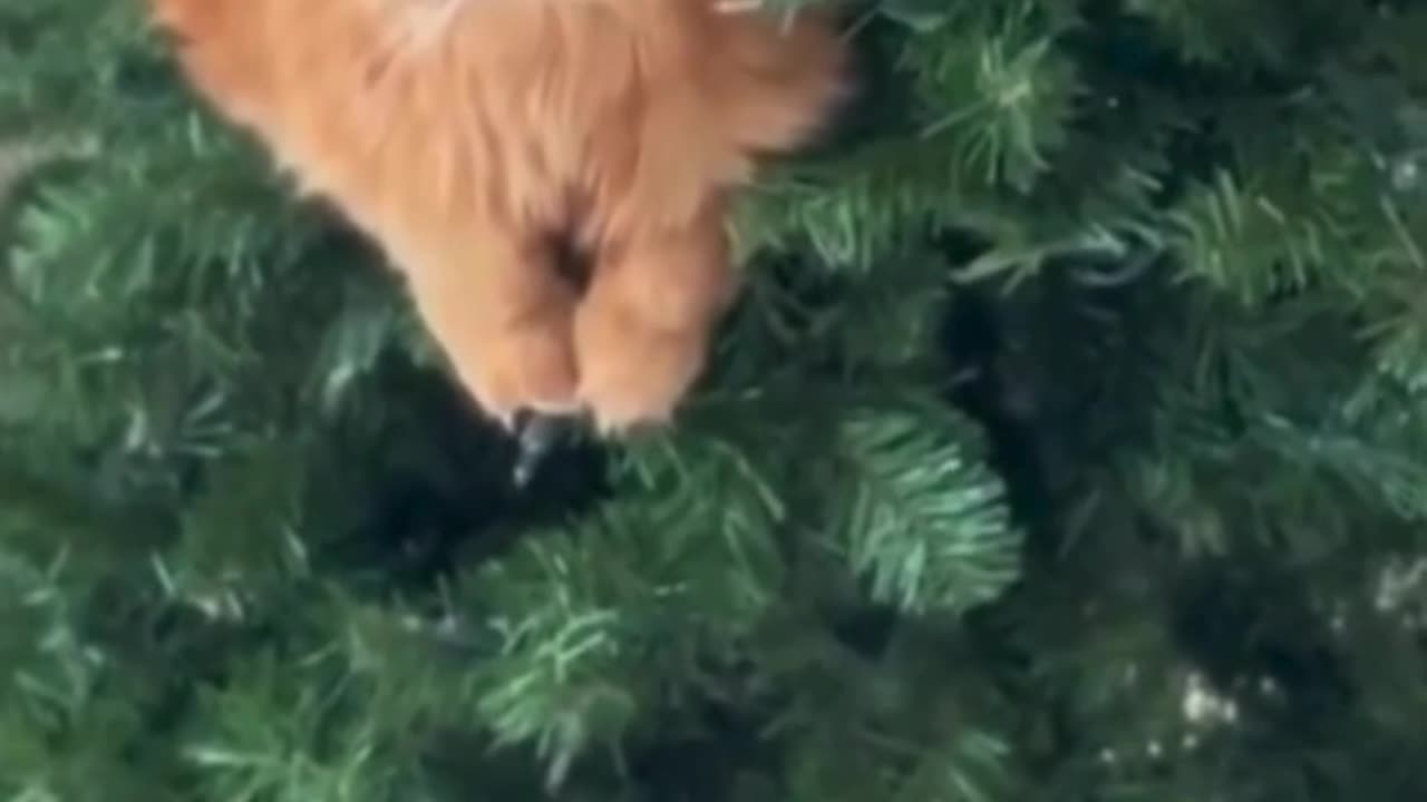 Cute Cats & Funny Cats 😍😍😅😅 #cats #reels #shorts #viral #pets #mmvcats