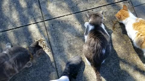 20240225 140734 Two Rotary Cats, Sneakers
