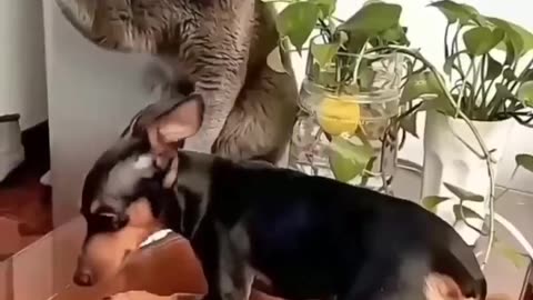 Cat's lovely.... ♥️♥️♥️