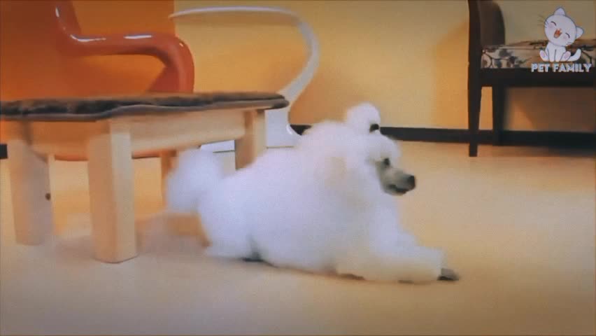 Dog training video