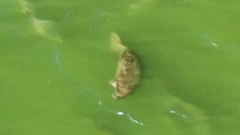 The Odd Pod. A Manatee Adopted by a Pod of Dolphins