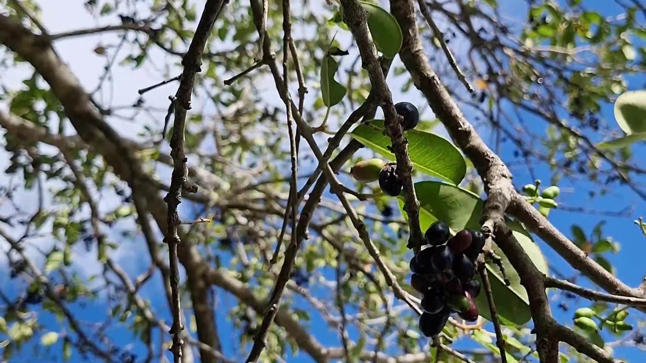 Duhat or Lomboy the grapes of the Philippines!