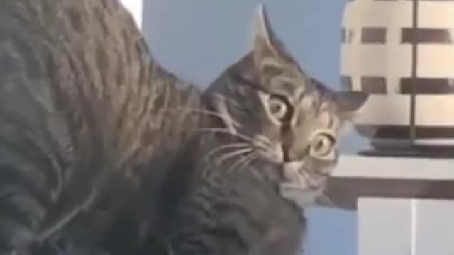 What's going on in this cute kitten's head?/cute cats/funny cats