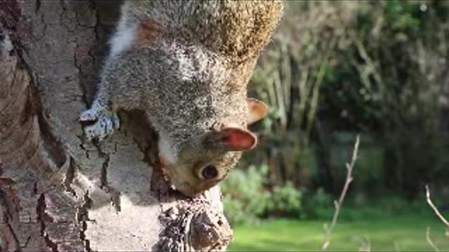 Hungry squirrel find his food