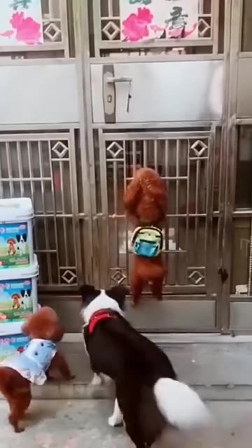 Dog fight with chicken very funny😂😂😂