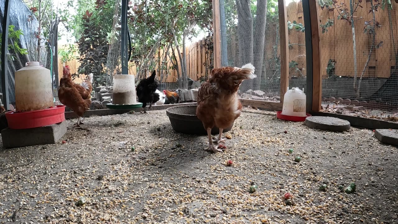 Backyard Chickens Fun Relaxing Chickens Sounds Noises!