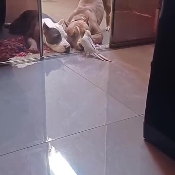 admire this cockatiel with all her innocence singing to my dog