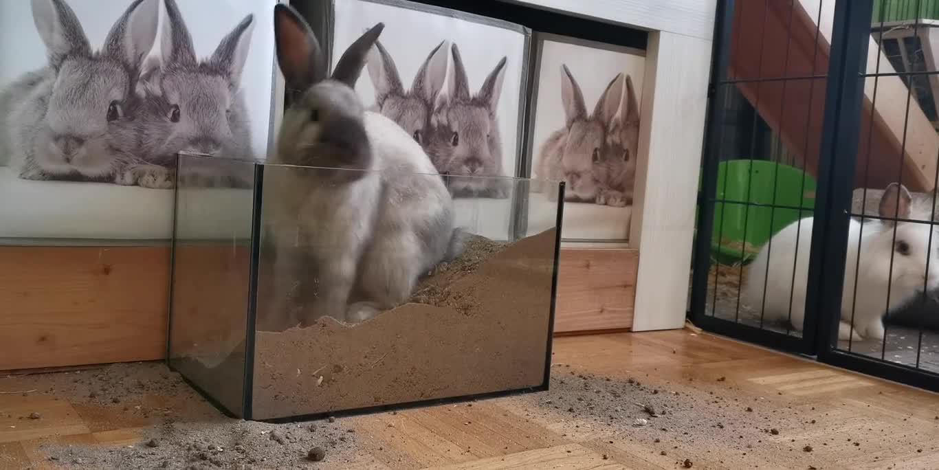 Cute rabbit having fun while digging