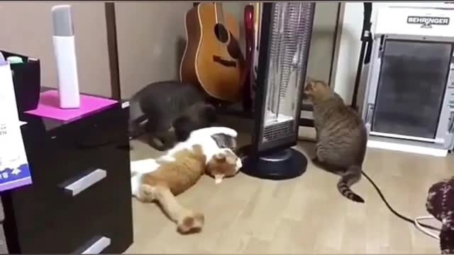 👉Fun With Cat And Dog 🐕 😍 🐈 #Funny Video 😅😆😄#2022#👇