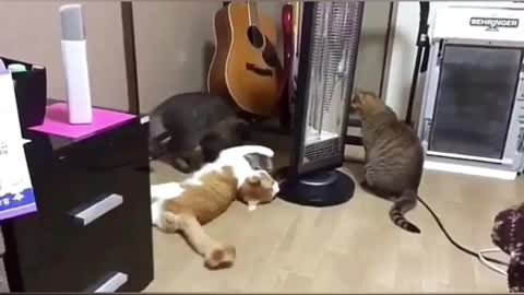 👉Fun With Cat And Dog 🐕 😍 🐈 #Funny Video 😅😆😄#2022#👇