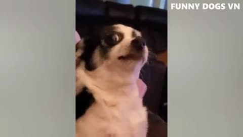 Funniest Animals Videos _ Funny Dogs And Cats _ Try Not To Laugh Animals 😂😽