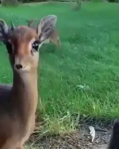 AFRICAN DEER