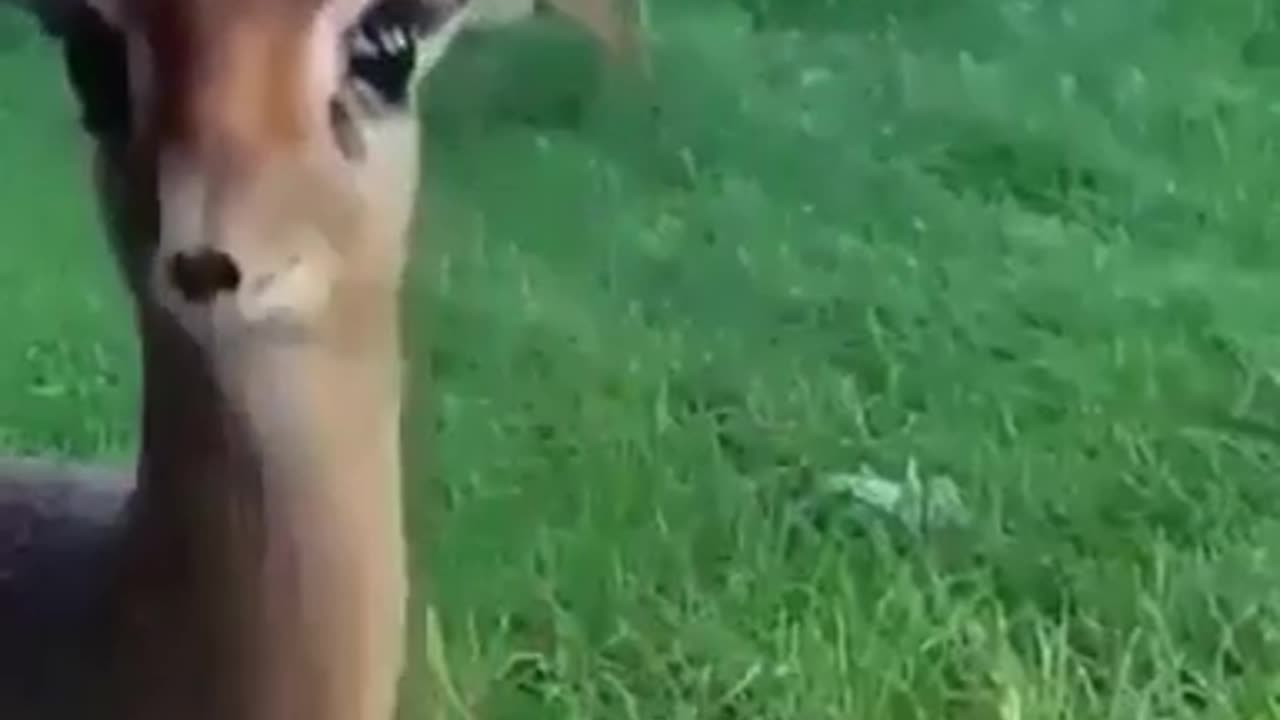 AFRICAN DEER