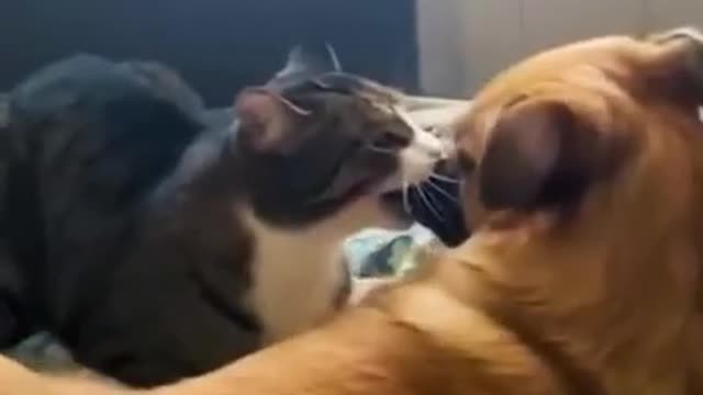 Best Funny Animal Videos 2022 🤩- Funniest Dogs and cats Videos #shorts #tiktok #kittens