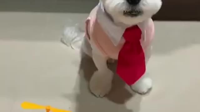 Funniest Puppy in Costume 2021 - Short