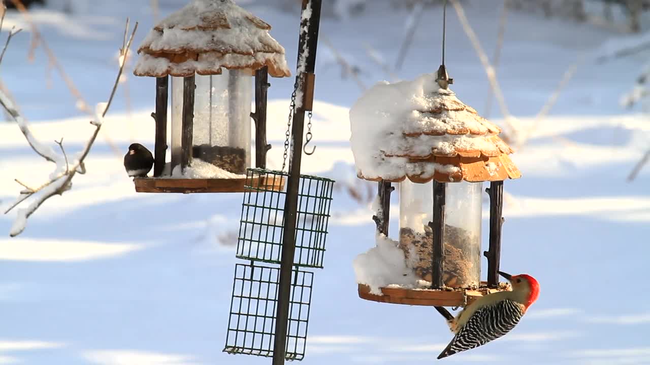 Michael_black--birds_on_feeders nice