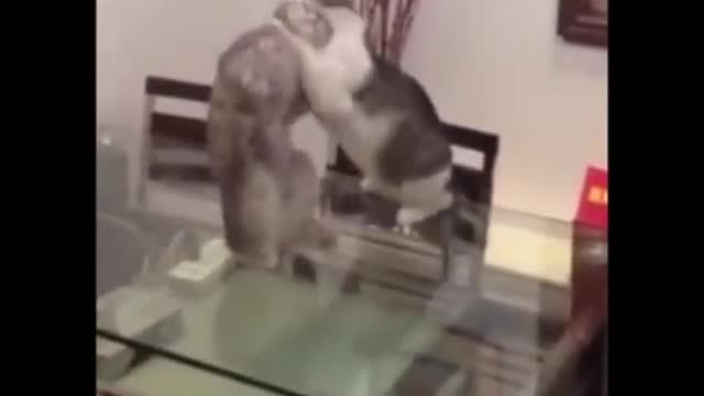 Cat body slam