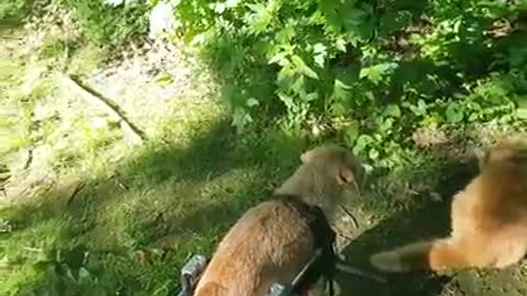 Amanda Grace Talks...Toby, special needs dogs, and a visit with his best friend owen!!