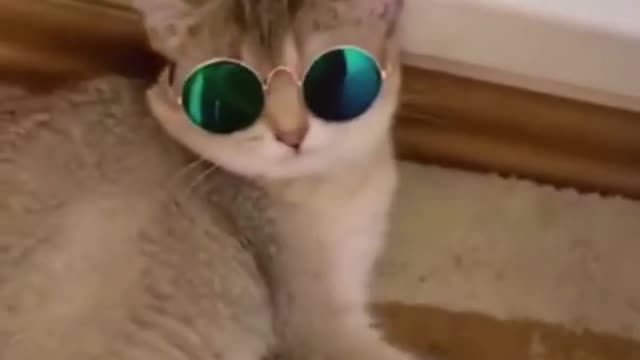 Watch what this funny cat did ?