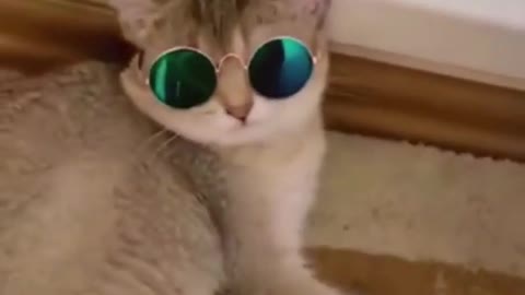 Watch what this funny cat did ?