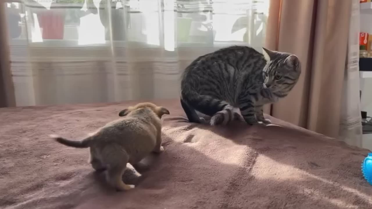 Funny Kitten