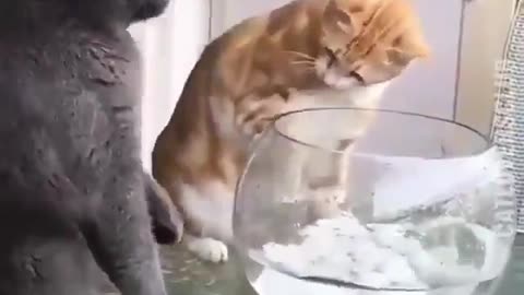 Cat playing with food