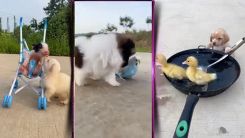 puppy funny compliation.