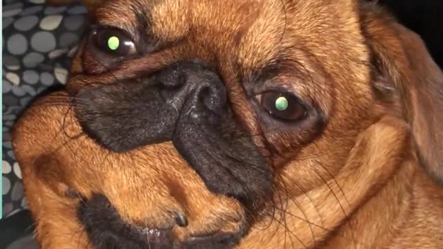 Check out these funny animals!