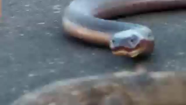 Cobra Latches Onto Monitor Lizard