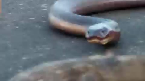 Cobra Latches Onto Monitor Lizard