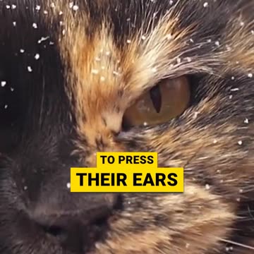 Your Cat's Ear and Eye Messages #catcommunication #petbehavior #feline #cat #bodylanguage