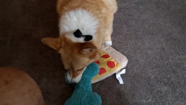 Corgi got his fill of pizza