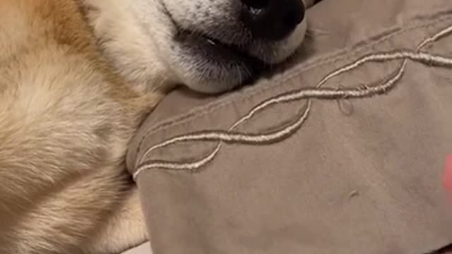 Funny Dog Video Sound Like Tires Screeching