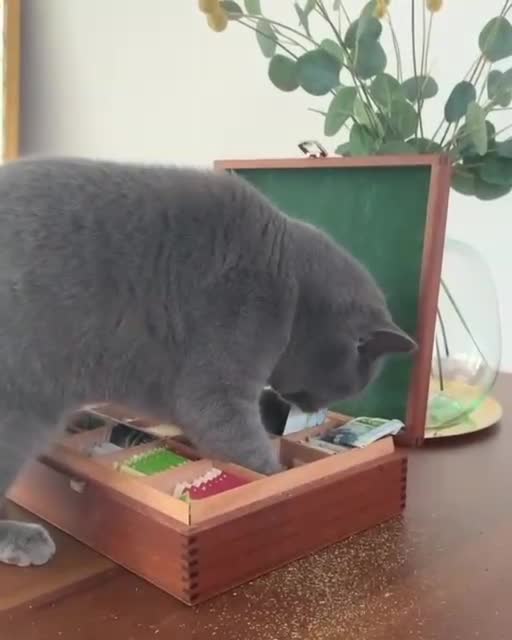 Cat funny explores the contents of the box