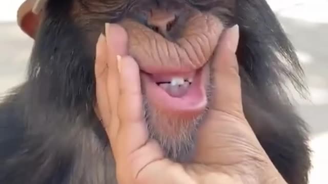 Funny Animals videos 2022 😂 || Funniest Monkey Videos 😻🐕 Part 2 || Funny Cat And Monkey